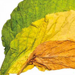 Tabac mortel sous toutes ses formes